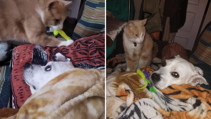 Witnessing the Touching Care of a Cat for Her Ill Canine Companion