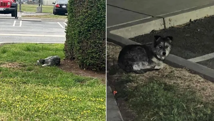Forsaken Dog Waits Weeks at Parking Lot for Her Owners to Return