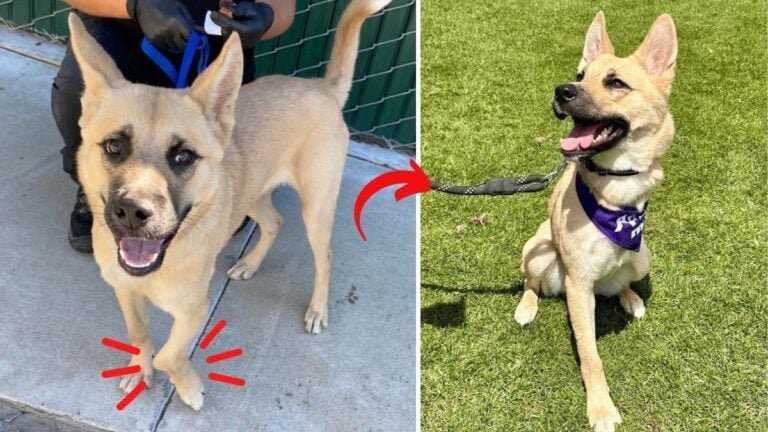 Courageous German Shepherd Rescued on Final Day Seeks Permanent Home Following Recovery and Amputation