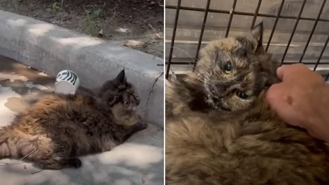 From Stray to Cherished: The Remarkable Recovery of a Starbucks Rescued Cat