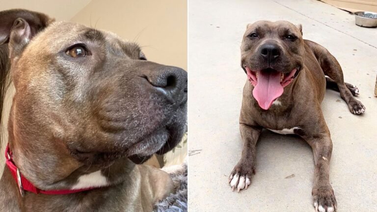 Urgent Call to Action: Help Mara the Pit Bull Find Her Forever Home Before Time Runs Out