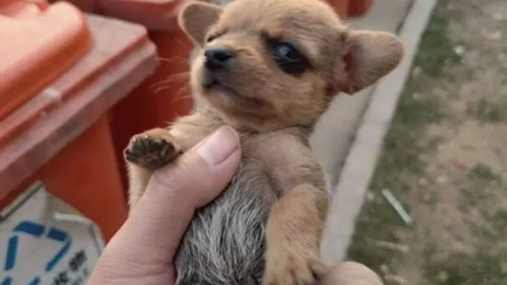 Abandoned Newborn Puppy Turns to Trash for Survival Until Foster Mom Changes His Fate