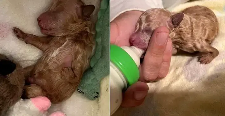 The Heartwarming Transformation of a Puppy Spurned Due to a Leg Deformity into an Irresistible Teddy Bear