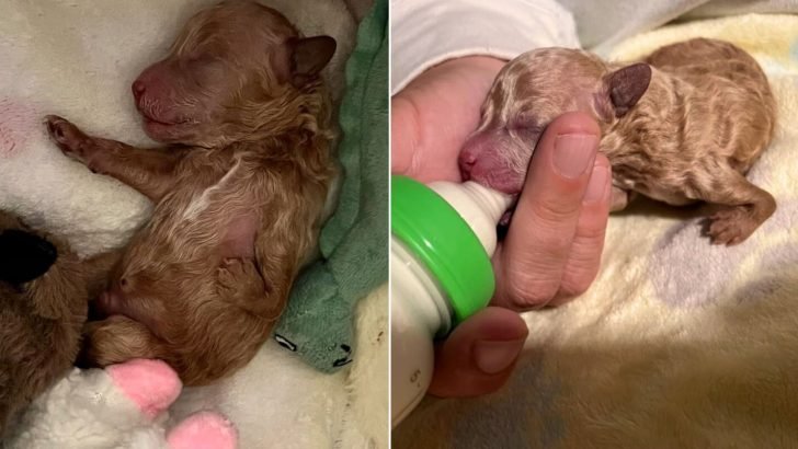 Rejected Newborn Puppy Overcomes Disability to Become Cherished Companion
