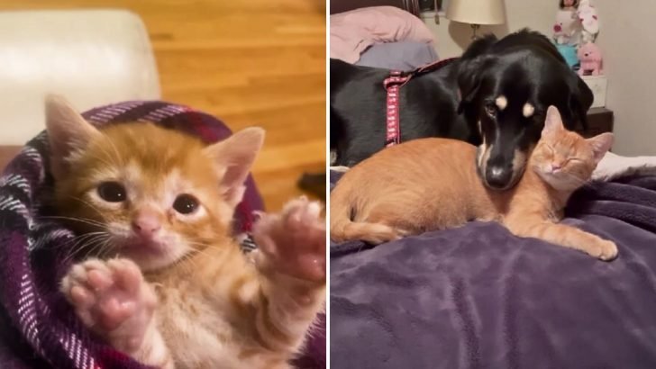 Woman Saves a Tiny Flea-Infested Kitten to Give Her Dog a New Playmate