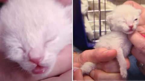 Woman Saves Kitten Born With Twisted Leg, Rejects Euthanasia