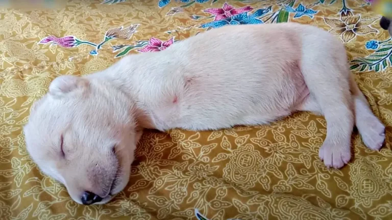 An Uplifting Saga: Deformed but Determined Puppy Finds a New Home Filled with Love