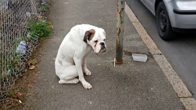 Man Discovers Heartbroken Dog Chained to Streetlight on His Morning Commute – 258