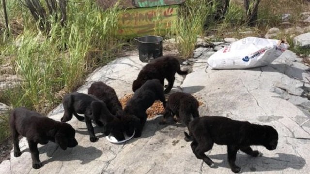 Seven Puppies Rescued from Remote Island Await Adoption