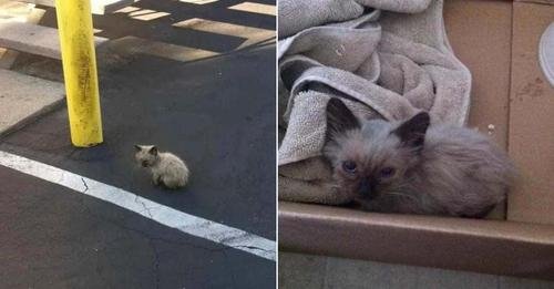 Dirty Stray Kitten Spotted Wandering Around the Apartment Complex All Alone