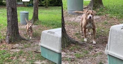Couple Discovers Abandoned Dog Tied to Tree at Their Newly Purchased Home