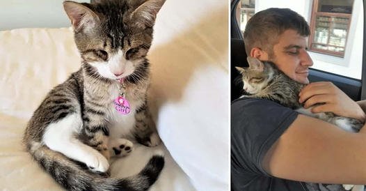 Blind Kitten Rescued and Adopted: Embraces New Life with Loving Embrace