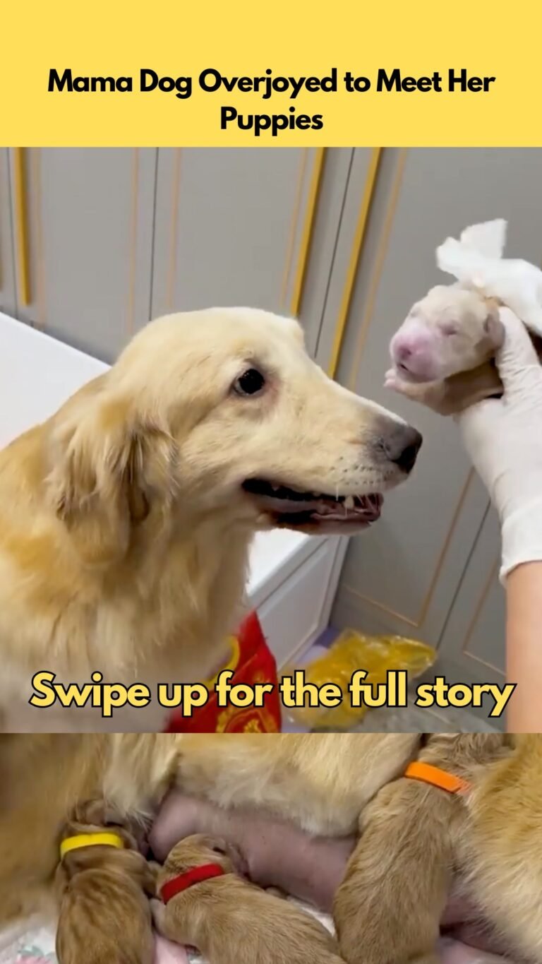 Mama Dog Overjoyed to Meet Her Puppies