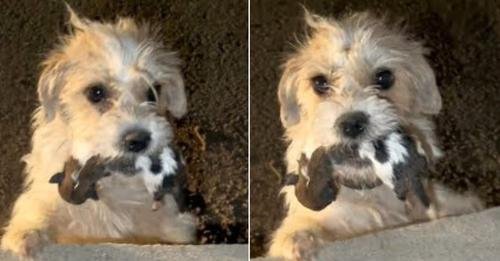Heart-Wrenching Rescue of a Mother Dog Pleading for Help for Her Puppies