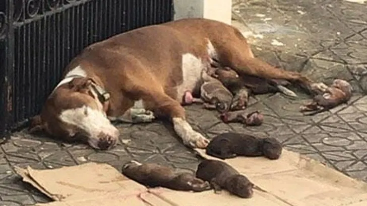 Weary Mother Dog Found Beside Her Newborn Puppies