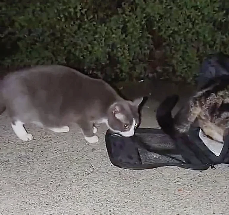 A Neglected Cat Finds Solace and Safety in a Welcoming Carrier