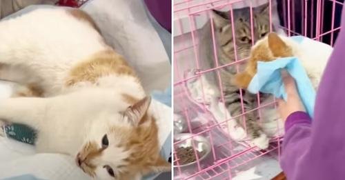 Stray Cat Desperately Tries To Wake Up His Soulmate As She Loses Her Battle For Life