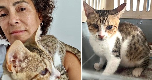 Where is Rodri? Family Searches for Months for Beloved Cat Lost Aboard an Airline