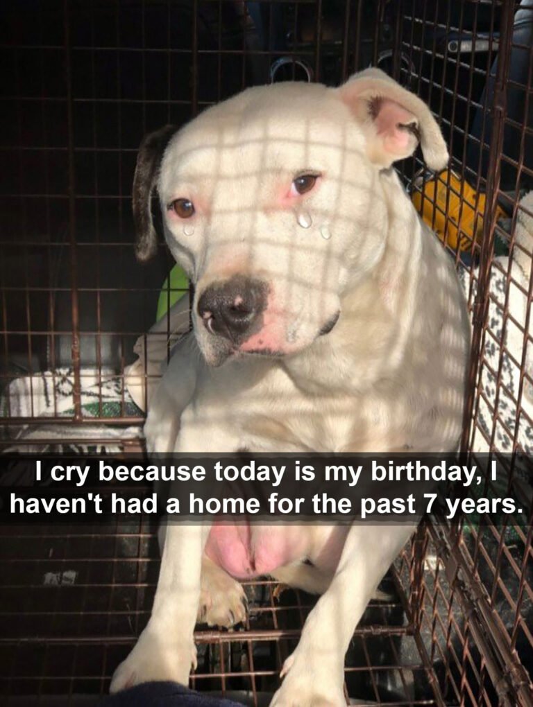 I Cry Because Today is My Birthday, I Haven’t Had a Home for the Past 7 Years