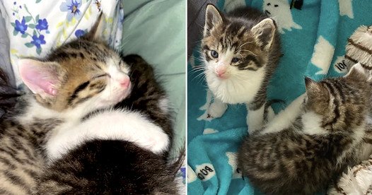 Cutest Kittens ‘Mario and Luigi’ Stick Together and Level Up In a Loving Foster Home