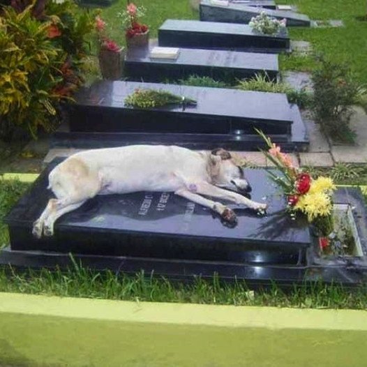 A Heartbreaking Goodbye: The Devoted Dog Who Refused to Leave His Owner’s Grave, Mourning His Loss Every Day