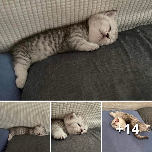 Quirky Cat Chronicles: The Odd Delight of Snoozing in Sofa Cushions