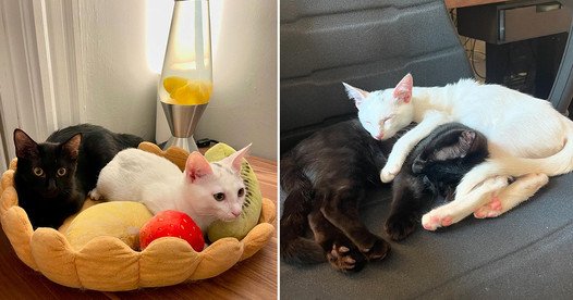 Adopting a Bonded Duo Like These Black and White Cuties Comes Highly Recommended!