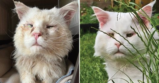 Prince Louis the Cat Saved From Going Blind