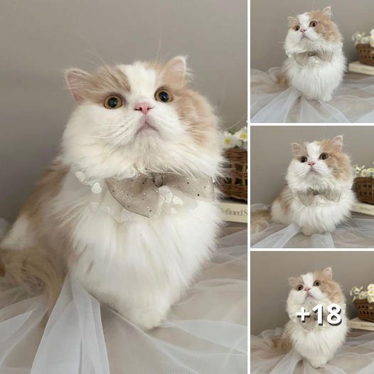 The Beauty of This Adorable Cat: A Captivating Feline Friend