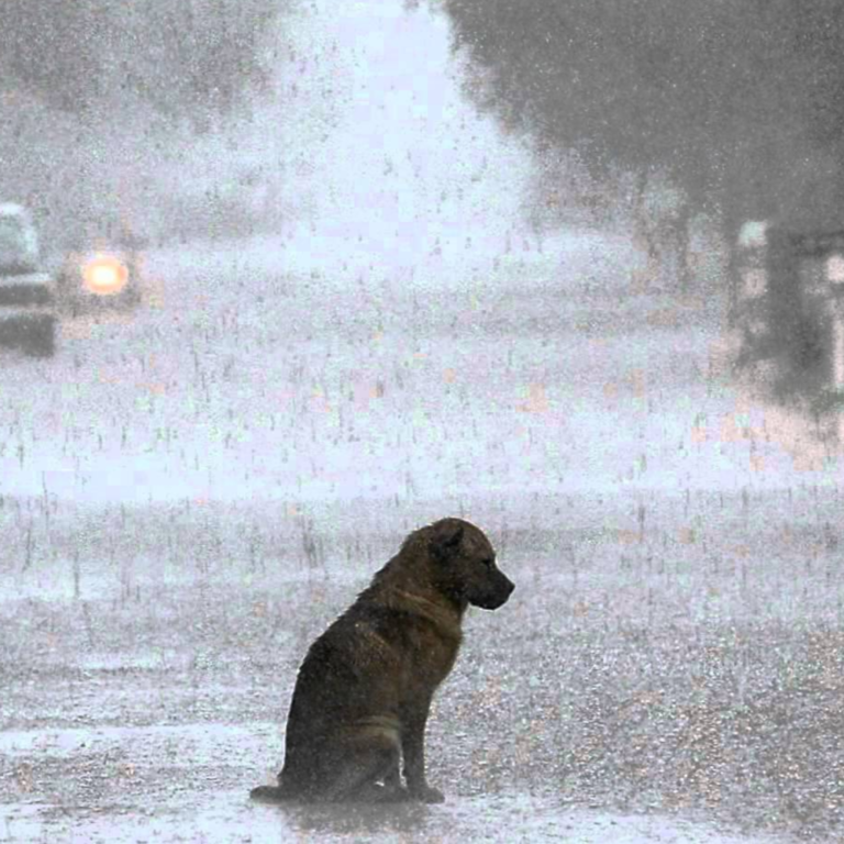 The Abandoned Dog Trembled in the Rain Until a Passing Girl Performed an Unexpected Act of Kindness, Earning Admiration from All Who Saw