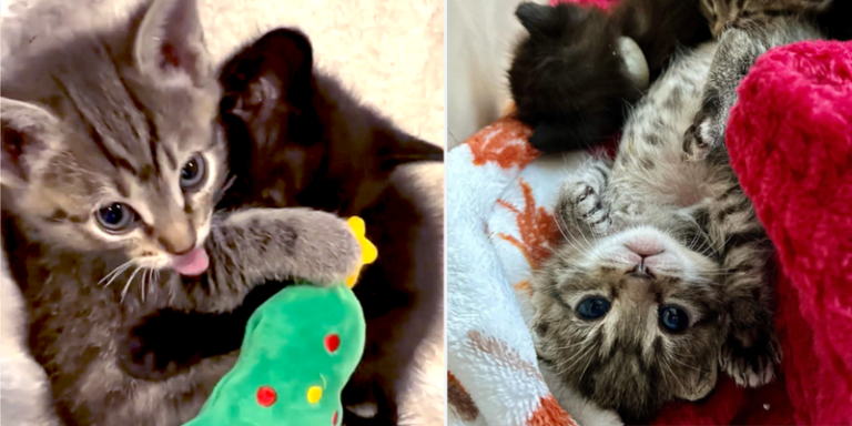 Snuggling ‘Thankful Babies’ Show How Affectionate Kittens Can Be