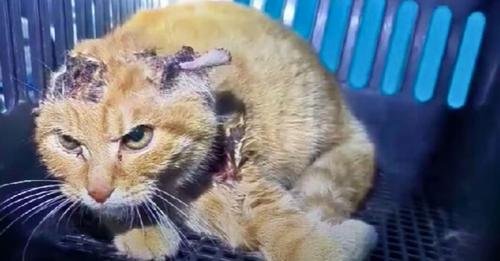 Stray Cat Found With Ears That Appear Brutally Chewed By Rats Leaves Rescuers in Shock