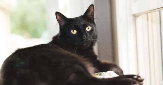 The World History of Black Cats Bringing GOOD LUCK!