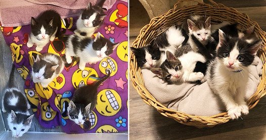 Pregnant Woman Gives Adorable Appetizer Names to Foster Kittens