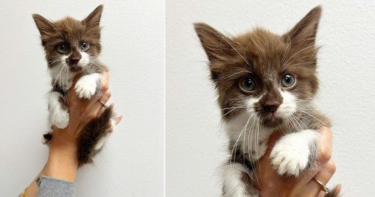 What Happens When a Kitten with Chocolate Brown Fur Turns Up in a Rescue?