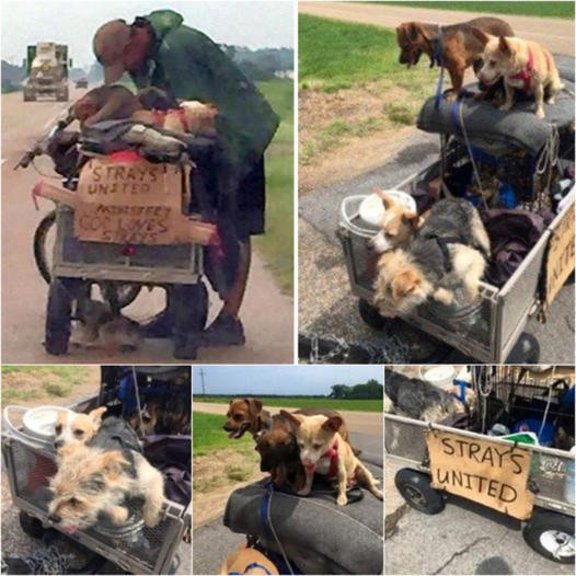 A Man with No Home of His Own Dedicates His Life to Rescuing Stray Dogs, Turning His Struggles into a Mission of Care