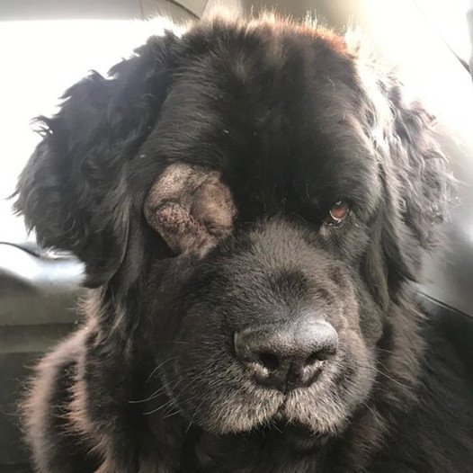 Brave Beauty: The Story of Rocky, A Dog With A Dark Growth But A Gentle Soul