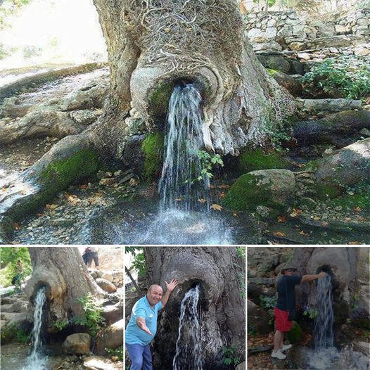 A Rare Natural Phenomenon: The Gushing Water Tree, 150 Years Old