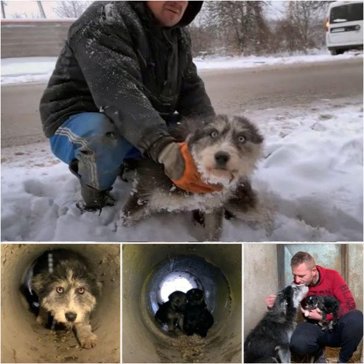 Brave Momma Dog Tries to Flag Down Cars to Save Her Puppies