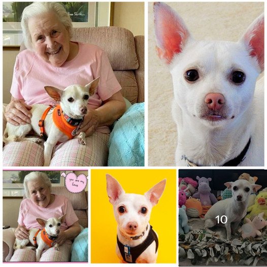 A 103-Year-Old Finds Unexpected Friendship in an 11-Year-Old Senior Chihuahua – A Heartwarming Story of Two Souls Bridging Generations