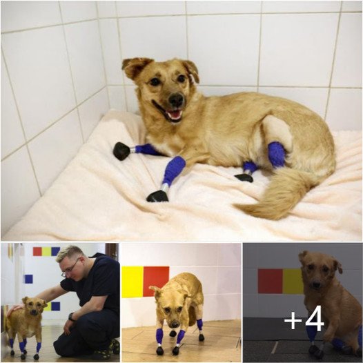 Monika the Rescue Dog Gets a Second Chance at Life with Four Prosthetic Legs