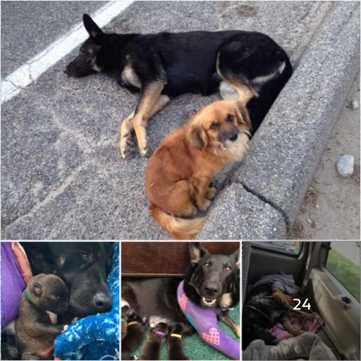 Stray Dog Refuses to Leave the Side of His Injured, Pregnant German Shepherd Friend Lying on the Road