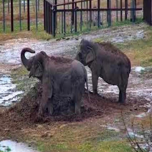 The Mud Couple: Minnie and Ronnie’s Adventures in the Puddles (VIDEO)