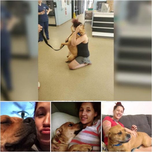 A Woman Looking to Adopt a Dog Finds the One She Lost Two Years Prior