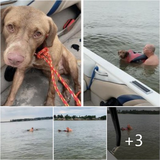 A Heroic Rescue: Family Rushes to Their Boat to Save a Dog from Drowning in Lake Houston