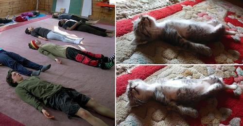 Peaceful Kitten Sleeping Like a Human Doing a Yoga Pose Soothes Internet