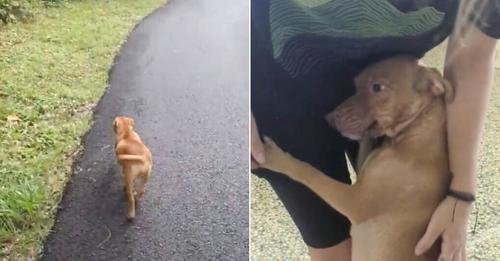 Nursing Dog Mom Runs Up to a Woman Seeking Help for Her Puppies