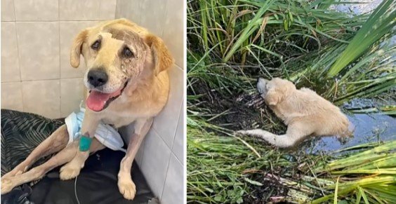 Paralyzed and Stranded in a River, Injured Dog Sheds Tears of Gratitude After a Heartfelt Rescue