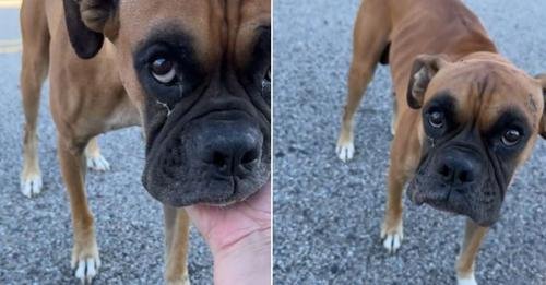 Adorable Boxer Wandering the Streets Finally Learns the Joy of a Cuddle