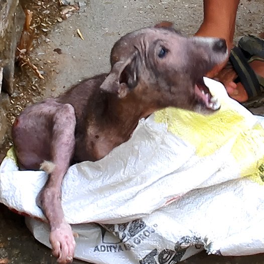 Rescuers Discover a Frightened, Injured Pup Attempting to Conceal Itself From Humans Inside a Bag